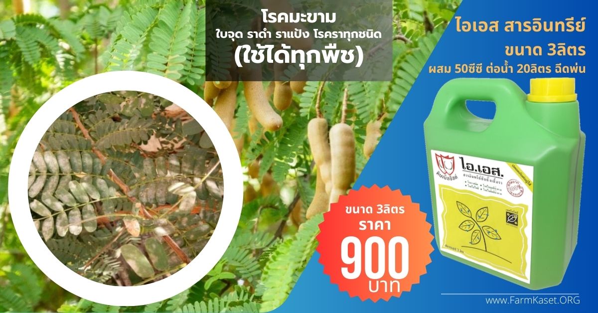 โรค ราแป้งมะขาม ราดำมะขาม โรคใบจุดมะขาม มะขามฝักเน่า